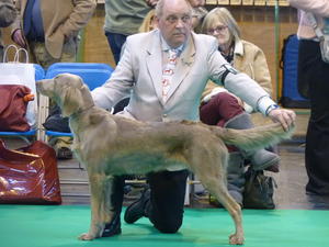Remy winning Post-Graduate Bitch at Crufts