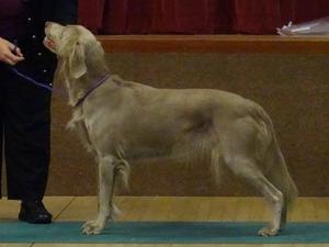 Saffy at the Club Open Show