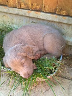 Puppy finds a cool place to sleep