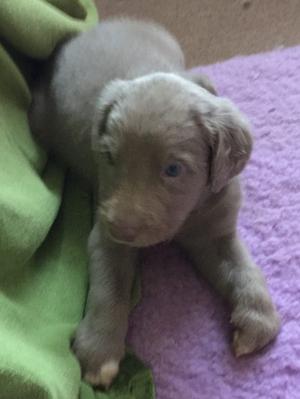 Puppy at 6 weeks of age