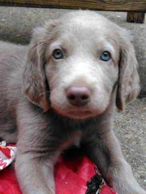 Puppy at 7 weeks of age