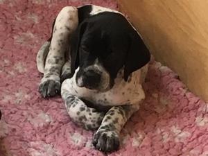 Dog puppy