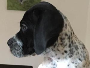 Dog puppy