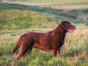 Nalapark Princess (1st Generation)