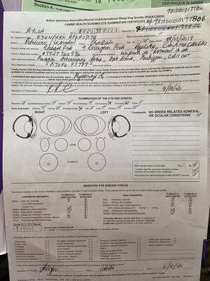 Aylsa’s eye test certificate