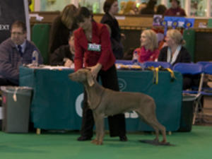 SH CH NETHERHILL VOUGE