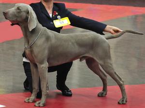 NETHERHILLS GOT TALENT JW