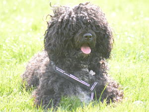 Dam: CaoMystery's Nilla