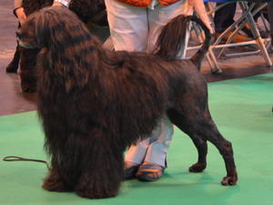 Sire: Irish Show Ch Gemson Rebalias