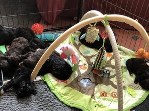 Puppies