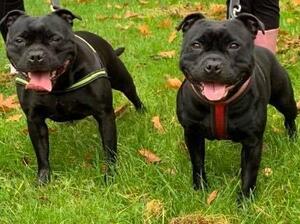 Harley and Lola 2020