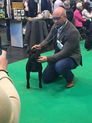 Harley at crufts 2017