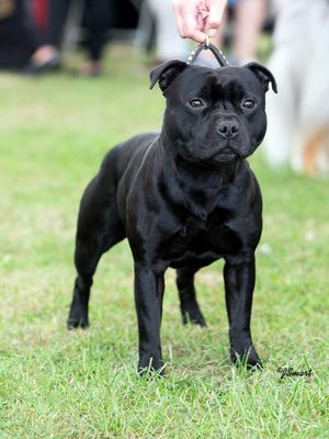 Sire of the litter H