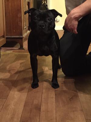 Harley at 10 months