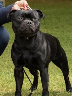 Sire Ch Nothstaff notorious