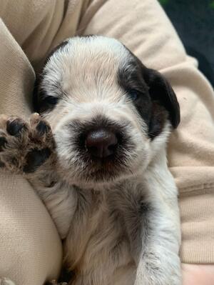 Puppy