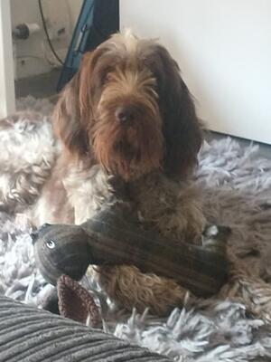 Alfie
