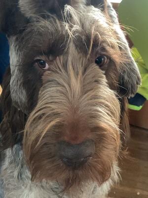 Alfie