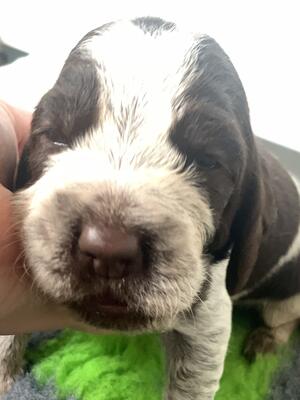 Puppy