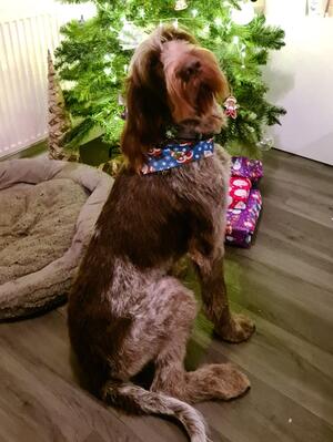 Alfie