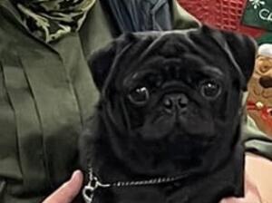 Dad Toto