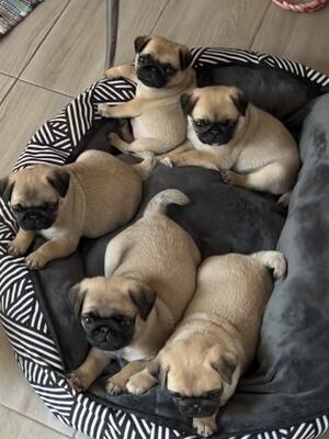 Puppies