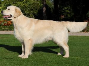 Shearstone Renegade at Darthill JW (Reg)