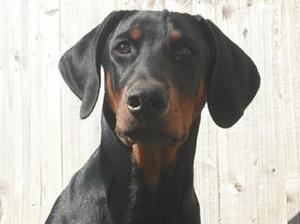 Merlin 5 Months