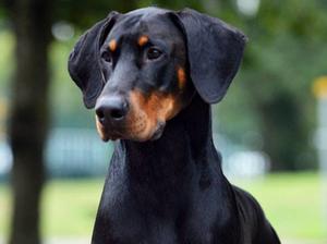 Vinnie 22 months