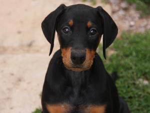 Vogue 8 weeks