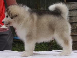 Mikey 7 weeks