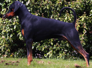 Merlin aged 2