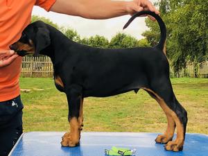 Green collar male