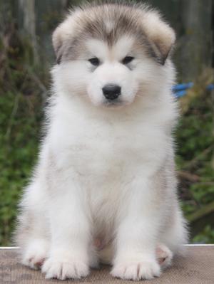Mikey 7 weeks