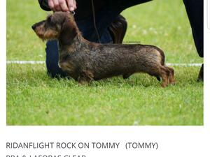 Sire Ridanflight Rock On Tommy