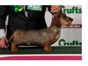 champdogs miniature wire haired dachshund