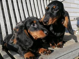Pedigree Kc Registered Long Haired Dachshund Puppies In Lampeter