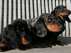 Pedigree Kc Registered Long Haired Dachshund Puppies In Lampeter