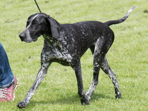 Showing Inka