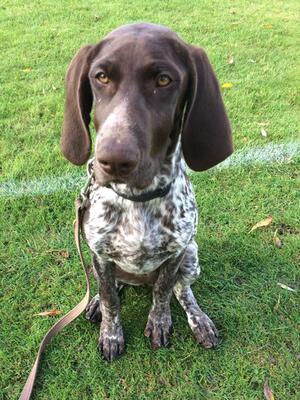 Tarka four months old