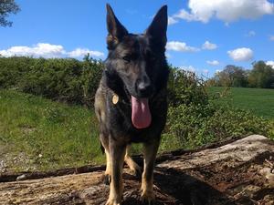 Villa Re-Star of Reinhund