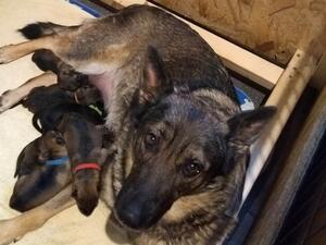 Masenka with her puppies
