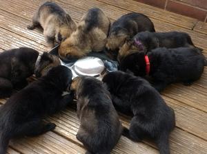 Villas and Harro puppies