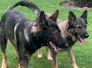 Kasper von Reinhund with Masenka