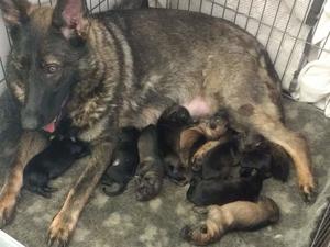 Villa Re-Star of Reinhund