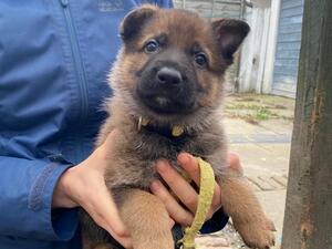 Masenka x Kasper -male puppy