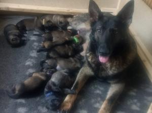 Villa with her puppies