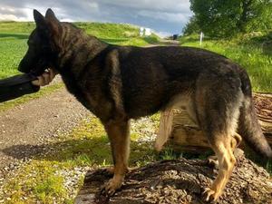 Villa Re-Star of Reinhund