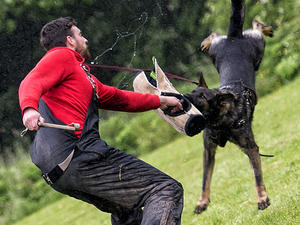 Harro , Dad of puppies