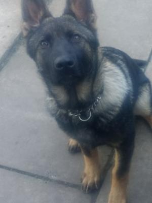 Female puppy available